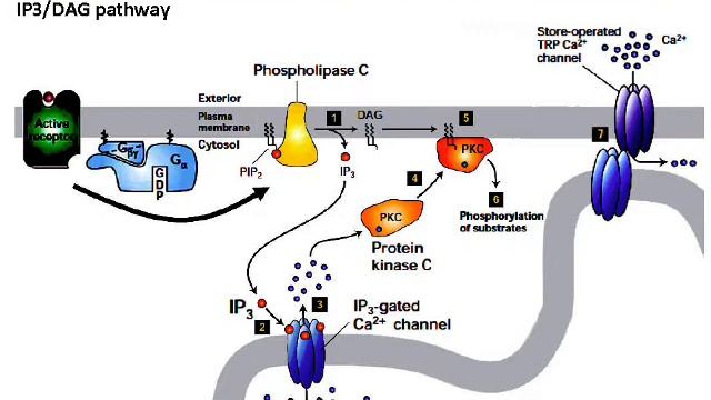 Advanced Cell Biology - Slides 151-180 смотреть онлайн