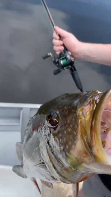 Tongue Eating Louse - Cymothoa exigua- In a Peacock Bass' mouth in the Amazon. смотреть онлайн