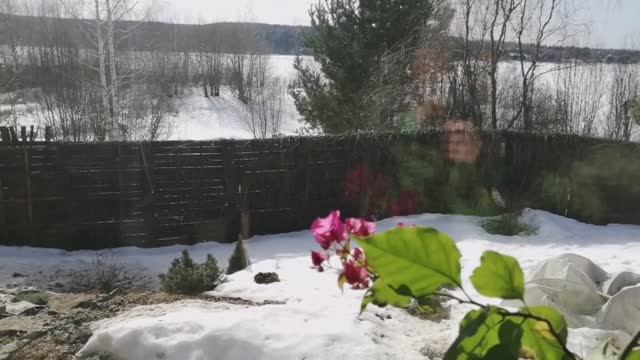 Весенняя пересадка Эвкалипта Лимонного! смотреть онлайн