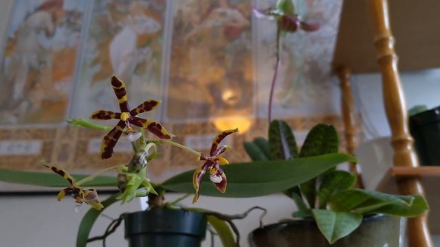 Quick Botany Lesson: Orchid Flowers смотреть онлайн