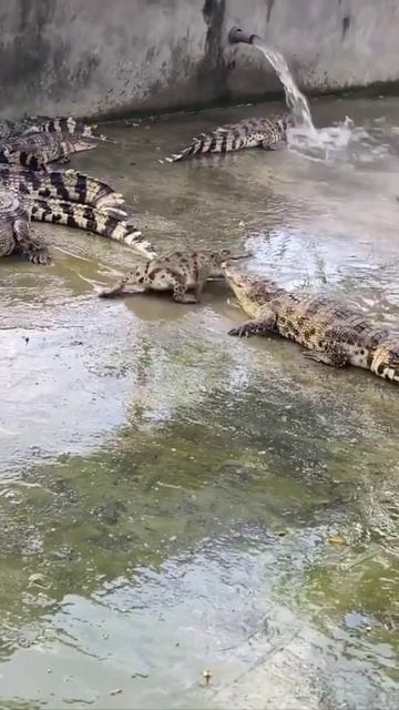 крокодил без хвоста смотреть онлайн