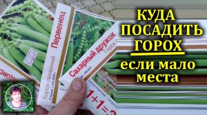 Как посадить горох и куда, если мало места на огороде