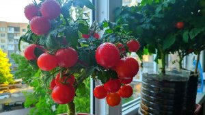 Результат выращивания томатов на балконе