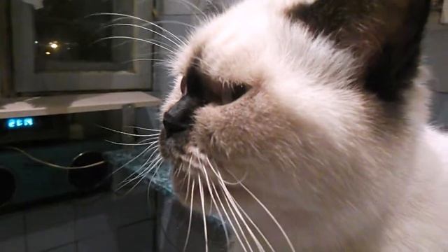 funny cat /feya/ loves to talk смешная кошка фея смотреть онлайн