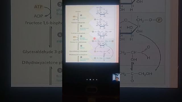 Metabolisme Karbohidrat 9 смотреть онлайн