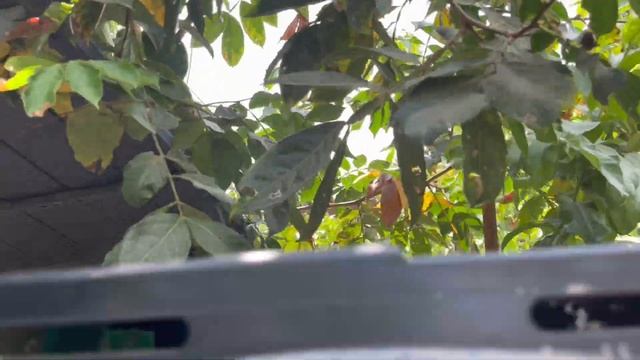 Growing Inga (Ice Cream Bean) Tree in USDA Zone 9b смотреть онлайн