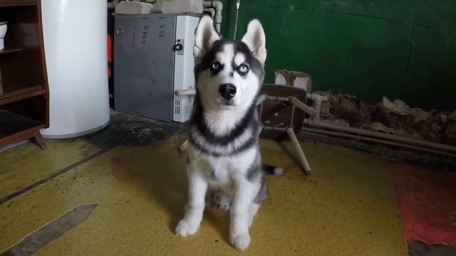 хаски ждет команду когда можно будет есть