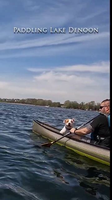Paddling serenade #shorts смотреть онлайн
