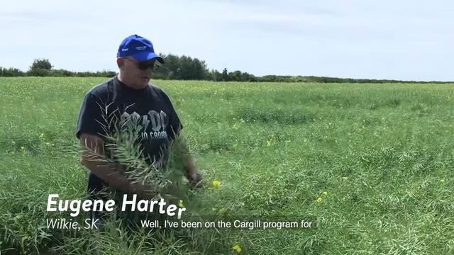 Cargill Specialty Canola Grower Testimonials - Windy Poplar Farms & Hartter. смотреть онлайн