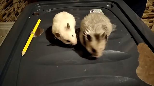 Смешной хомяк Степа в гостях у Няши смотреть онлайн