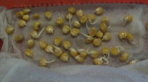 Проращивание  семян  КУКУРУЗЫ без стимуляторов .   ПОДПИШИСЬ