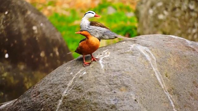 The Torrent Ducks (Merganetta armata) at the Quindio river of the Andean region of Colombia смотреть онлайн
