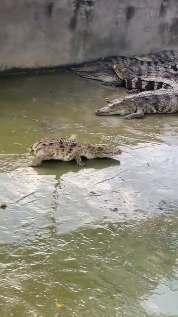 Иногда крокодилы рождаются без хвоста из-за очень редкой врождённой аномалии и вот как они выглядят. смотреть онлайн