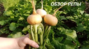 ОБЗОР РЕПЫ ПЕТРОВСКАЯ 1. ЧТО МЫ ВЫРАСТИЛИ НА СВОЁМ УЧАСТКЕ.