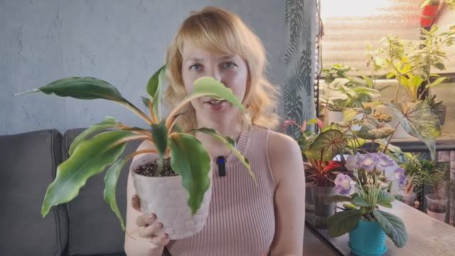 Мой хлорофитум Оранж, немного об уходе смотреть онлайн