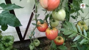 Томат Сахарный Бизон достоин того, чтобы на него обратили внимание