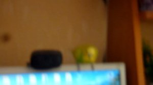 ПОЧЕМУ ПОПУГАЙ ЗЛИТСЯ?//Попугай меня УКУСИЛ!!!!//зеленый попугайчик TV