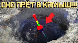 НАРВАЛСЯ НА УЖАС! Закинул поплавок в СТАРУЮ ЛУНКУ и ПОНЕСЛАСЬ! Рыбалка 2025