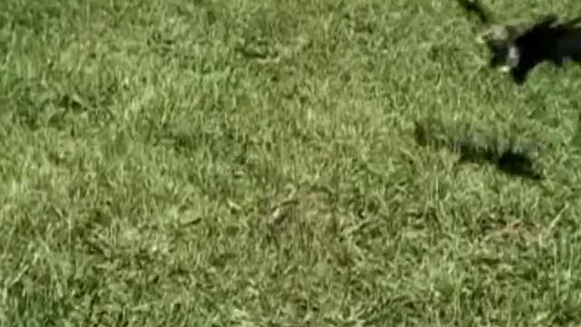 МЭРТВИ БДЖОЛЫ НЕ ГУДУТЬ.Жаба в Дирижабле 09.Kiev Rock смотреть онлайн