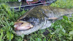 Подводная охота в Волге на трофейного сома.