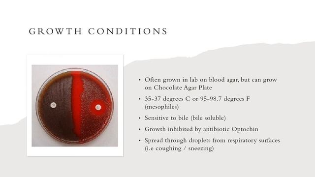 Streptococcus pneumoniae смотреть онлайн
