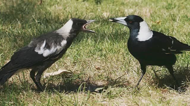 Звуки голоса сороки. Звуки природы смотреть онлайн