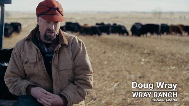 Winter Grazing Systems: Crop Options for Swath Grazing смотреть онлайн