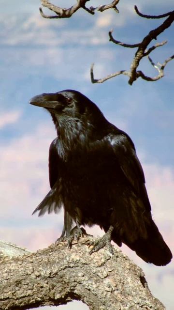 карканье воронов #ворон