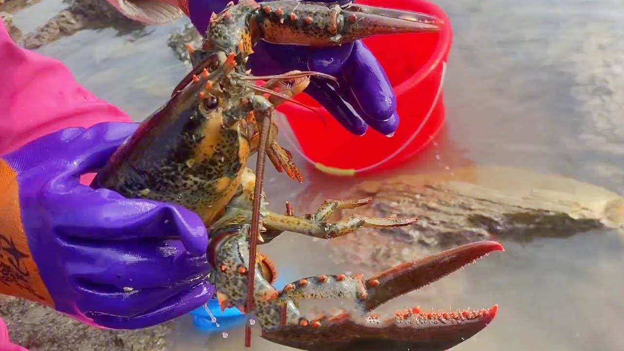 Сяо Чжан чуть не ударила по лицу большая рыба, когда она бросилась в море! смотреть онлайн