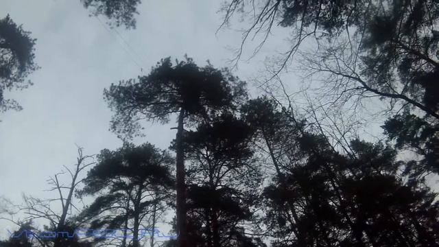 Лесной тандем смотреть онлайн
