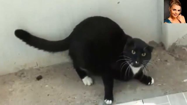 Самые смешные приколы с кошками HD смотреть онлайн