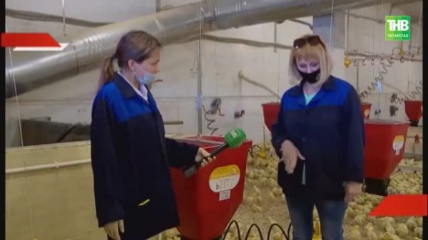 Птицеферма в Татарстане | Модернизация Птицефабрик Оборудованием SAGRADA