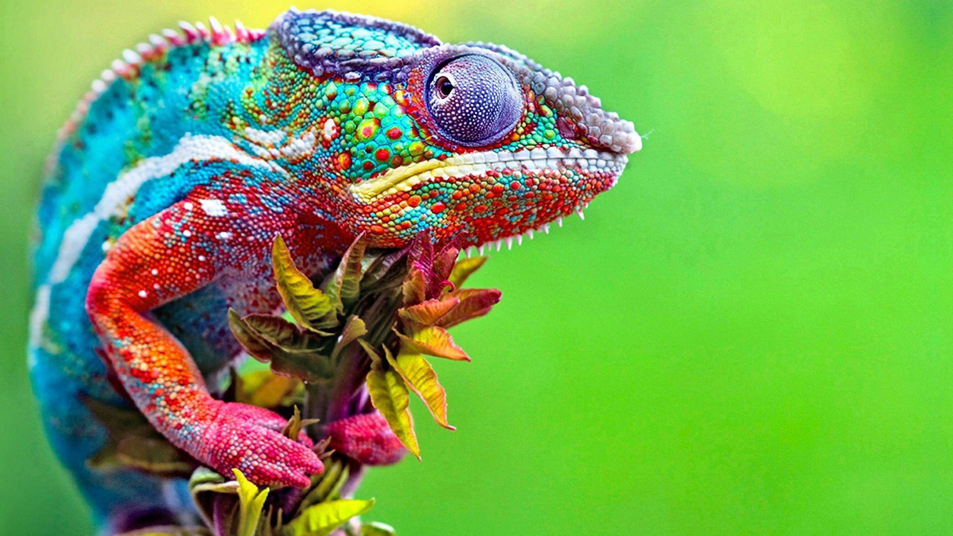 Невероятно красочный мир животных - DOLBY VISION 🌿 4K HDR 60 кадров в секунду смотреть онлайн