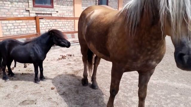 Амор и Каспер - первая встреча смотреть онлайн