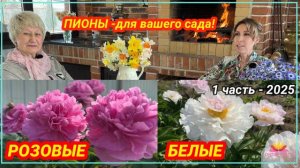 Посиделки у камина. Часть 21. Белые и розовые пионы! / Сад Ворошиловой
