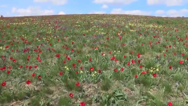 Аромат тюльпанов и ирисов Апрель 2025 смотреть онлайн