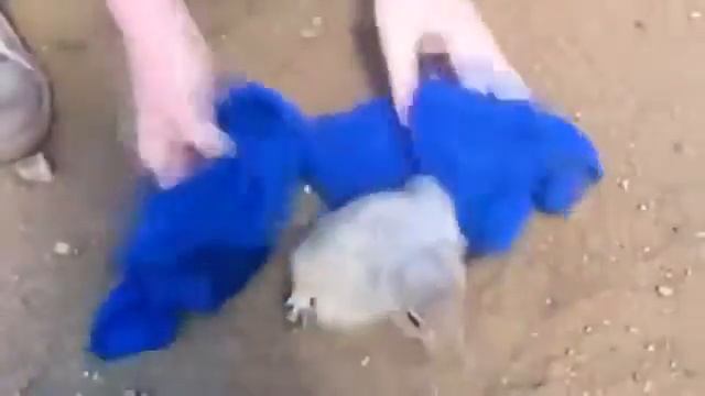 Злой хомяк смотреть онлайн