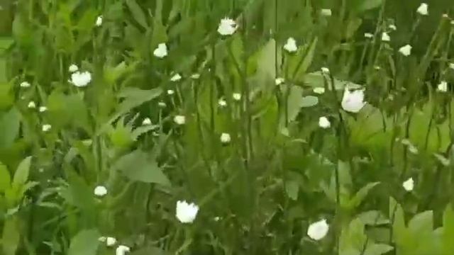 Похищение невесты/Истории любви смотреть онлайн