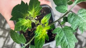 РАССАДА ТОМАТОВ как СПАСТИ если ПОЖЕЛТЕЛА?