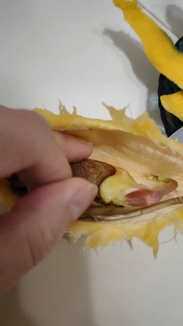 Как проращивать манго. Косточка от манго.