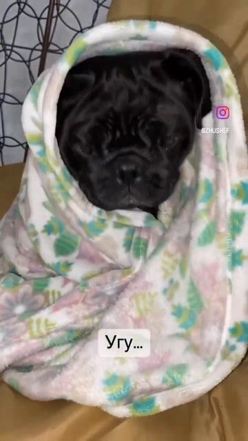 Отправляй Насте #dog #собака #смешныевидео #новости #мопс #funny #приколы #cutedog #тренды #видео смотреть онлайн