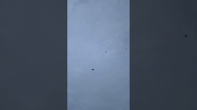 Серпастые Зубкова Николая 89093795652 г. Суровикино смотреть онлайн