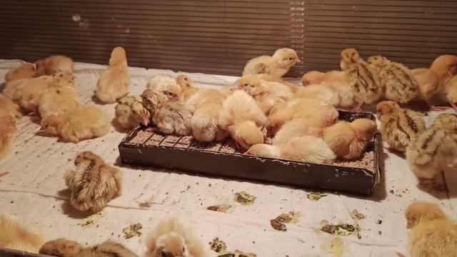 Суточные перепела! Первые минуты. смотреть онлайн