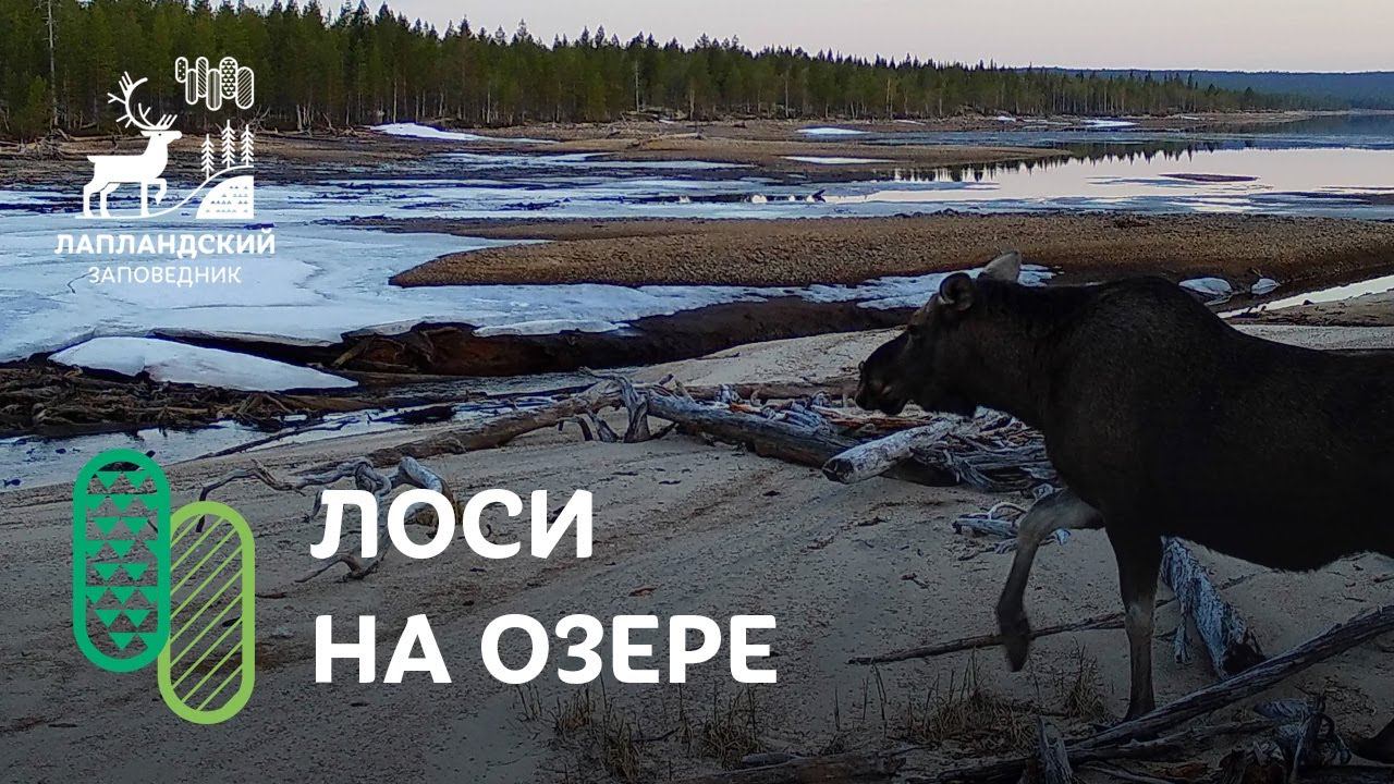 Лоси на озере. Фотоловушка Лапландского заповедника смотреть онлайн