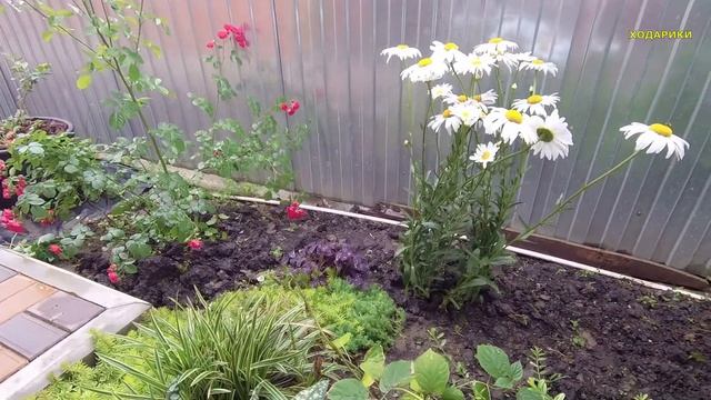 607ч Жизнь Уральцев на юге/Пятый год как переехали в посёлок Родники/Наша повседневная жизнь смотреть онлайн