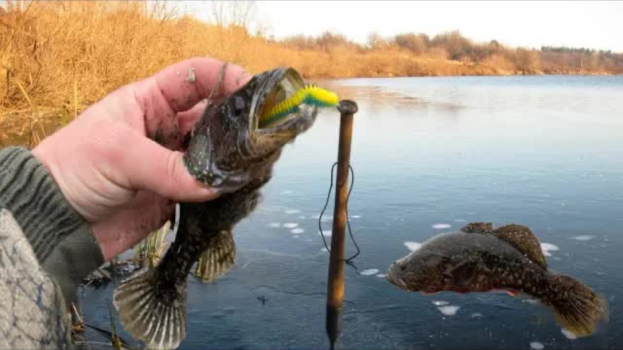 Поймал САМУЮ СТРАШНУЮ РЫБУ!!рыбалка на спиннинг по ОКУНЮ!!! смотреть онлайн