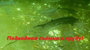 Подводная съëмка в пруду