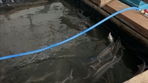 Пруд в гараже.Купили 100 малька стерляди.И посмотрели классное хозяйство осетра.