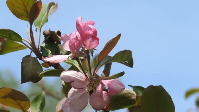 1 июня в Кемерово смотреть онлайн