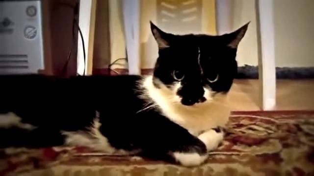 Коту реальный ПИПЕЦ!!!! КОТ БЗДИТ!!!! СМОТРЕТЬ ВСЕМ!!! смотреть онлайн